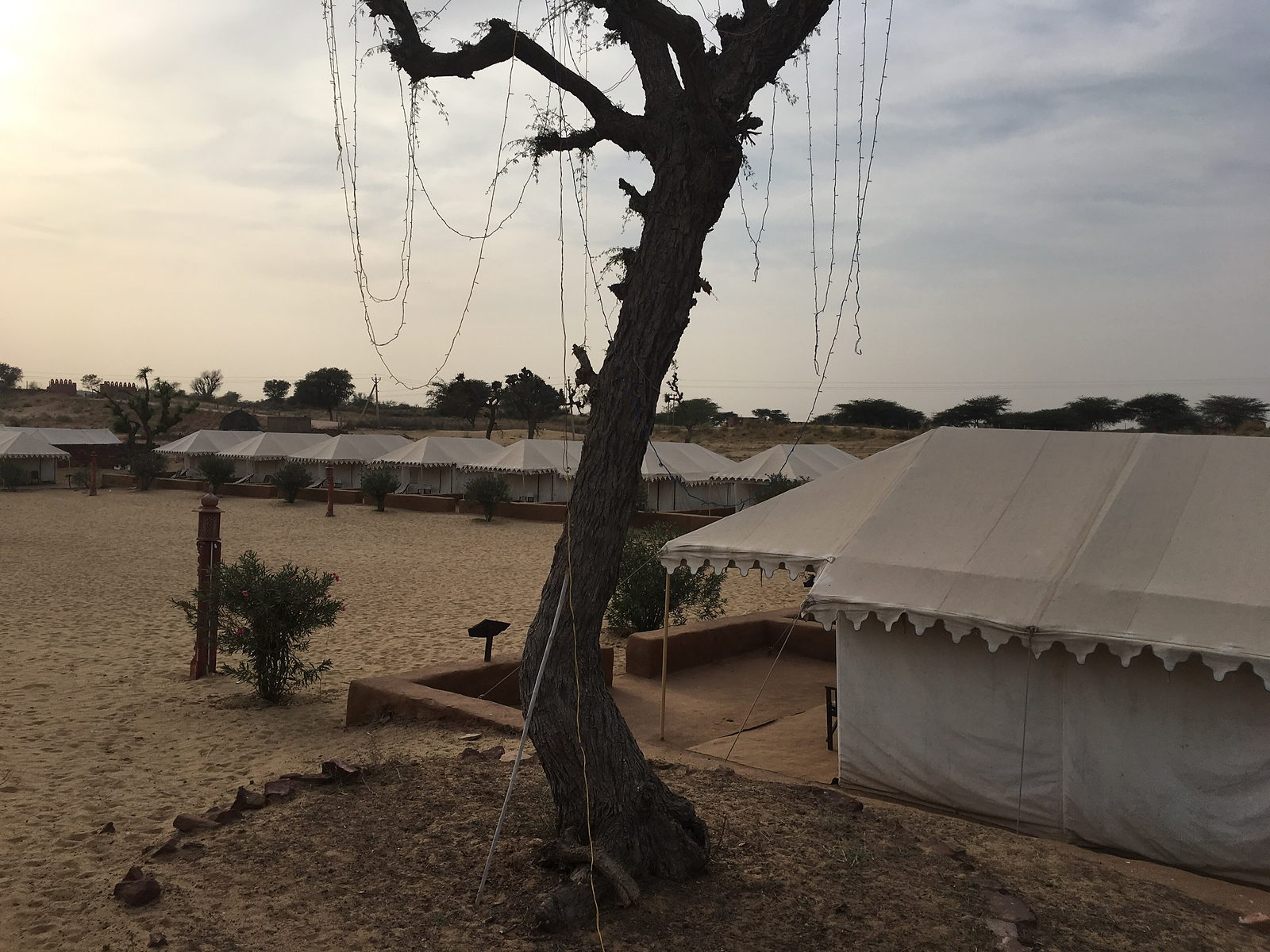 Canvas tent under a tree on the dunes at a desert camp