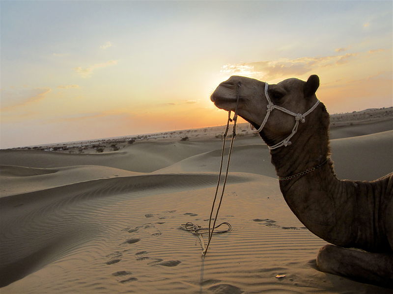 A saddled camel waiting on the dunes