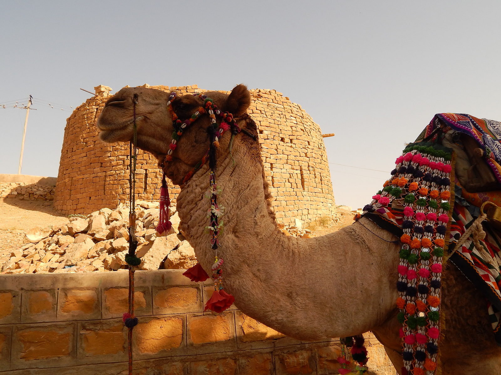 Decorated camel resting below the fort wall
