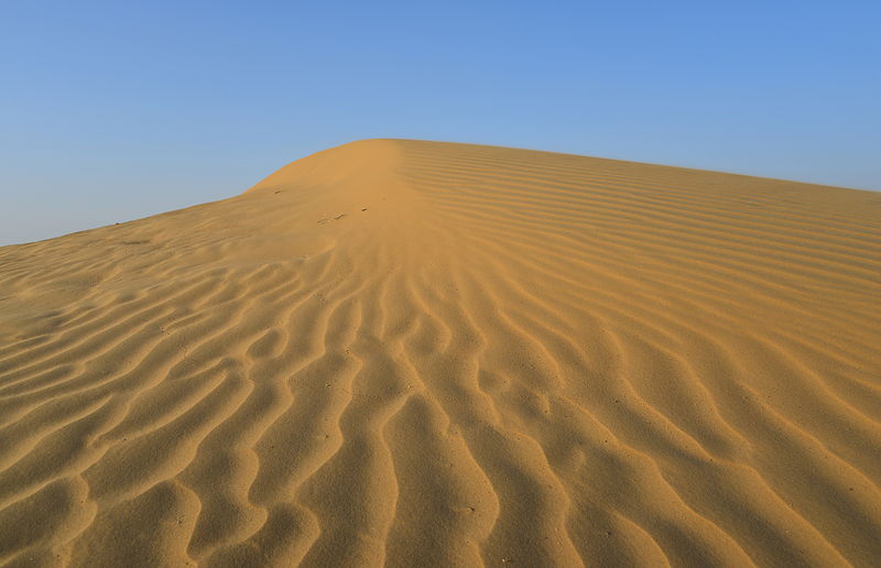 Wind ripples across a dune crest in the Thar